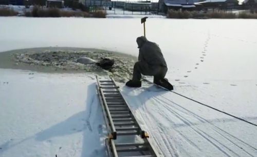 Спасение  пятнистой буренки