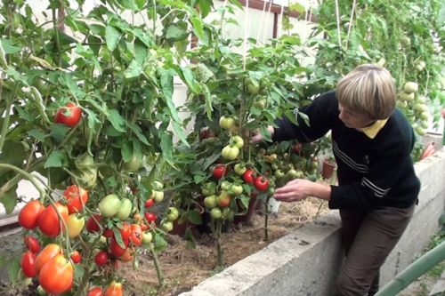 Чтобы земля стала доброй