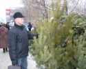 Сосны закупают машинами