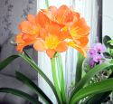 Как ухаживать за комнатными  цветами зимой? 