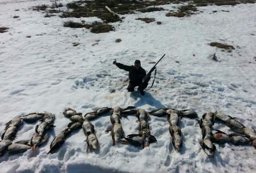 В тундру за гусями