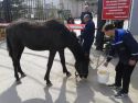 Запретная трава для лошадки
