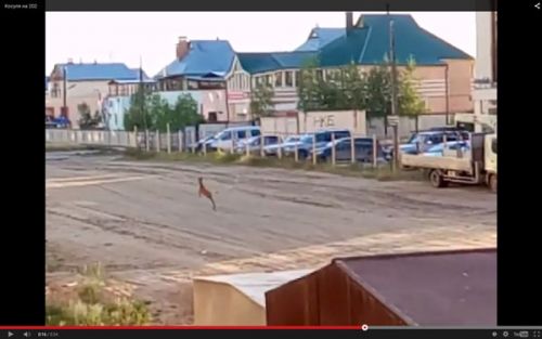 Косуля в городе