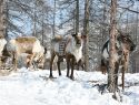 Свежая кровь