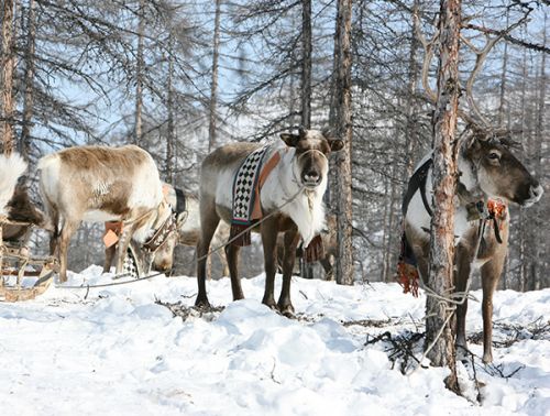 Свежая кровь