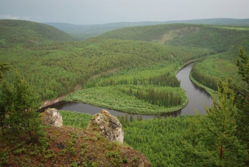 13 млн гектаров зеленого богатства