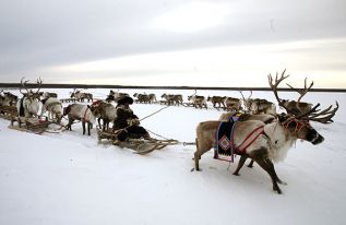 «Кочевые оленеводы»  за процветание Севера