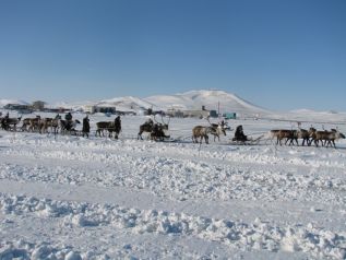 Как дела в оленеводстве?