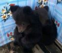 Медвежатам купили соски