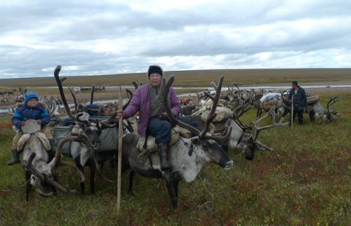 Директор едет в стадо