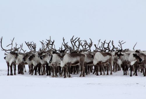 Оленегорск без оленей