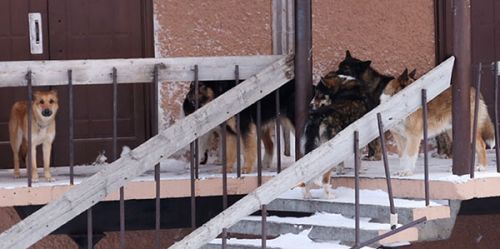 Собаки выживают людей