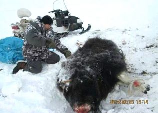 Убийц овцебыка еще не нашли