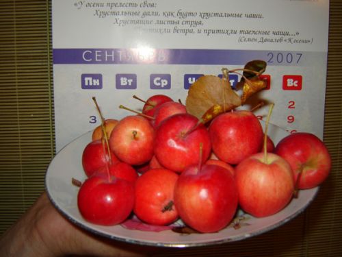 Яблоки отвезут  в детдом