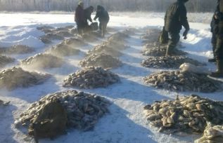 Карась  не переведется