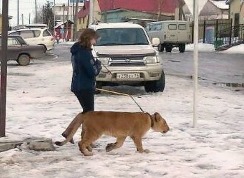 Лев напал на ребенка в Намцах