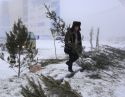 В поисках хвойной «натуралки»
