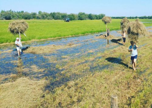Дело о пропавших  сенокосчиках