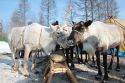 Эвенки Иенгры  за сохранение самобытности