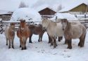 Только с ветеринарным заключением