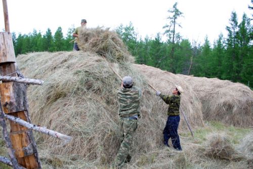 Богатей вершит стога 