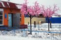 Сакура  «цветет» зимой