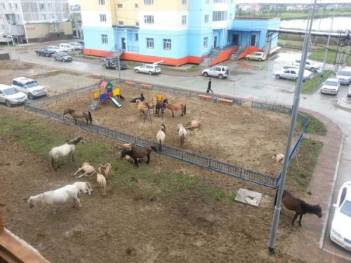 Детскую площадку оккупировал лошадиный табун