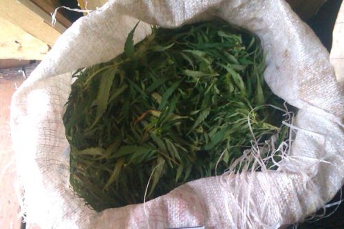 Рекордный улов конопли