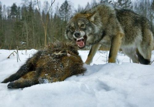 Волки и оленеводы: счет в пользу хищников