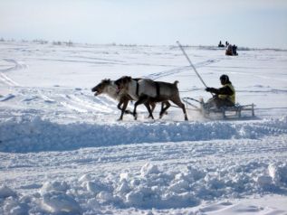 В Оленьке олени «осваивают» микрочипы 