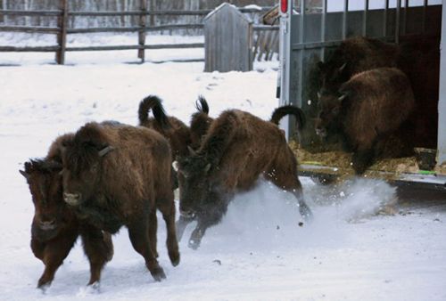 Свежая партия