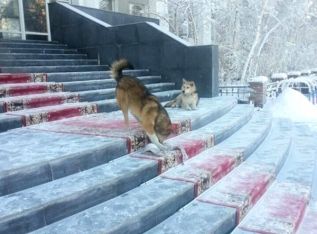 Собаки и идеи