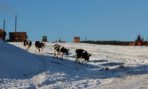 «Калмыки» морозов не боятся