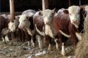 Без животноводства у аграриев нет будущего