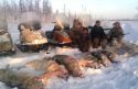 Гигантских волков настигли на границе