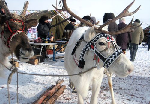 Так вот ты какой, северный олень!