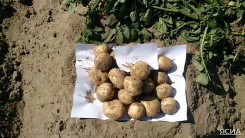 Якутские ученые представили новые сорта ягод и овощей
