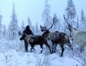 У оленеводов Березовки редеют стада
