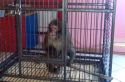 Задумчивый Герасим и какаду Роман 