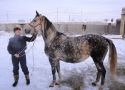 Полицейская кавалерия