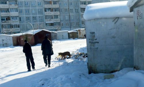 Собак скоро приютят