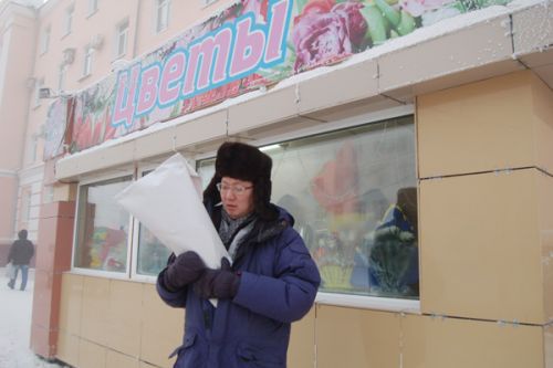 Розы посреди мороза