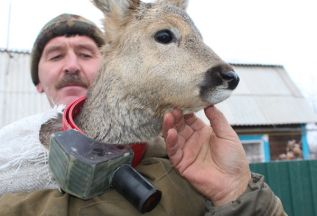 Ошейник для косули